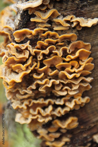 Orange winter fungus toxic mushrooms