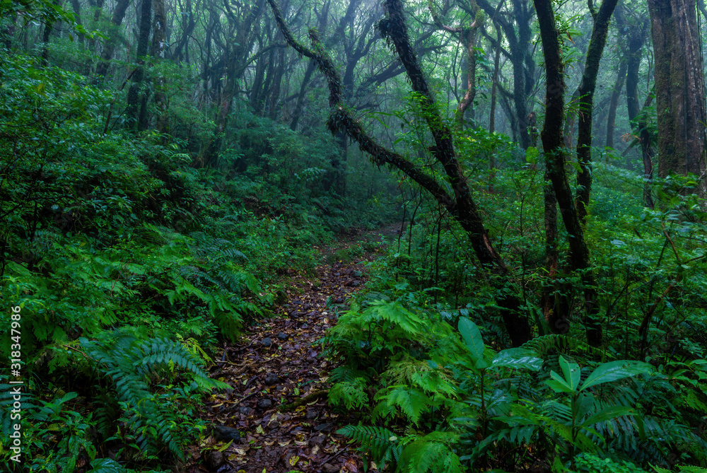 Obraz premium Rainforest trail