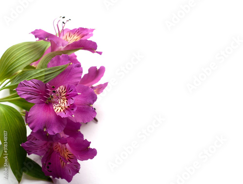Beautiful Alstroemeria flowers. Purple flowers and green leaves on white background. Peruvian Lily. Top view with space for text..