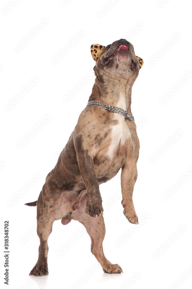 Obraz premium cute american bully standing on hind legs and looking up