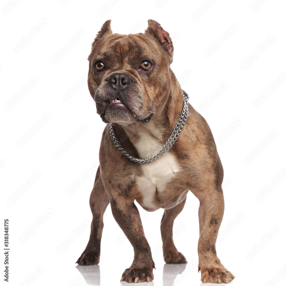 angry american bully wearing silver collar on white background