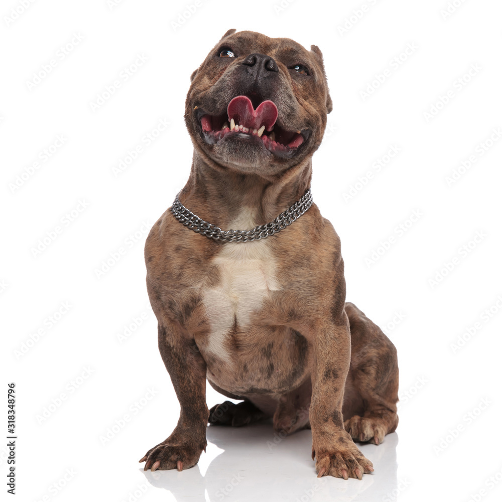 smiling american bully panting and sticking out tongue