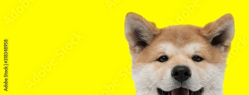 adorable akita inu dog with brown fur hiding photo