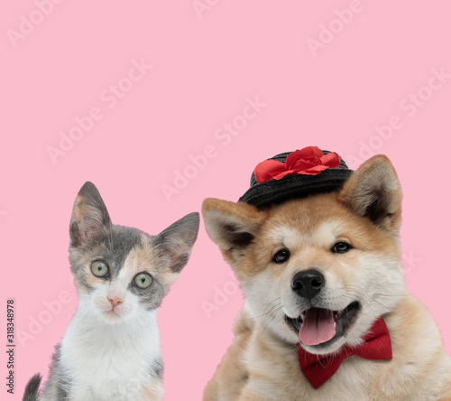 team of metis cat and akita inu on pink background