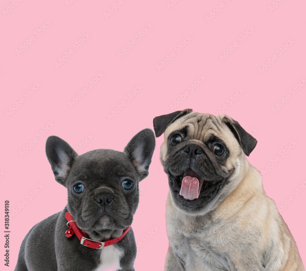 team of two dogs on pink background