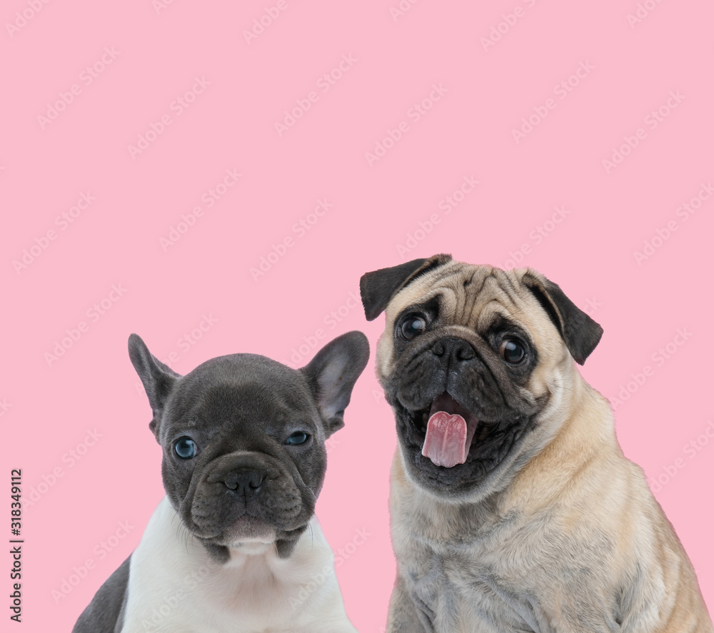 team of two dogs on pink background