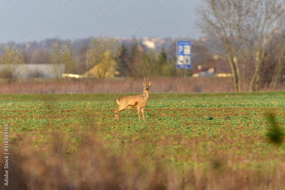 deer in the fields