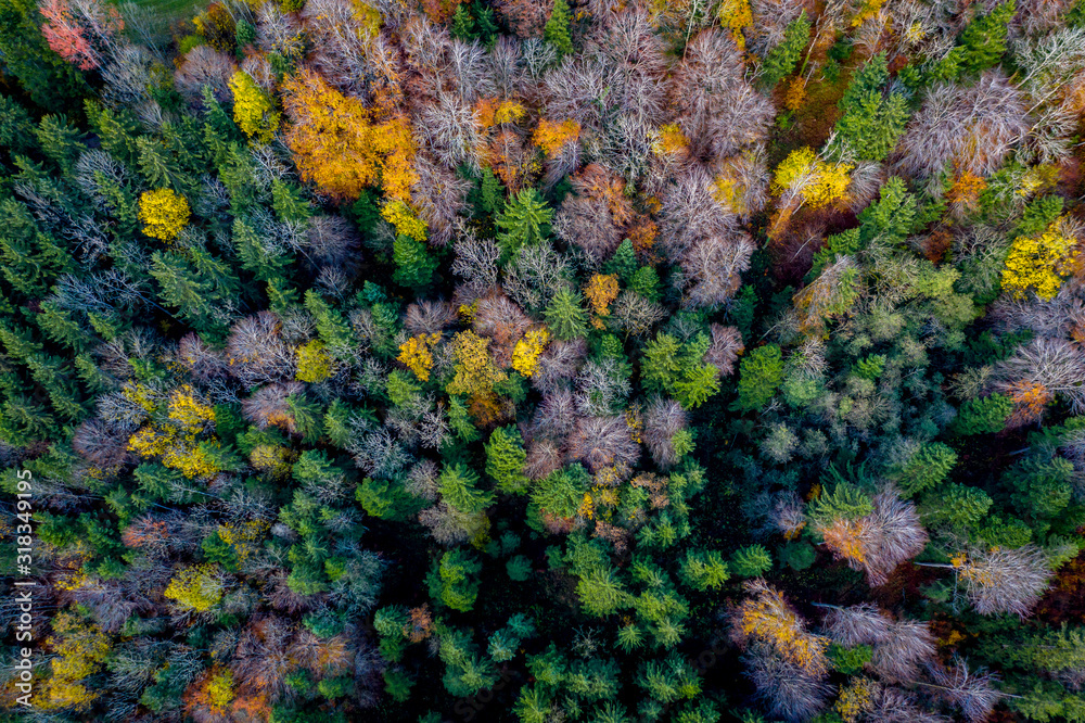 Obraz Widok z lotu ptaka Jesienny krajobraz w Bawarii w pobliżu Miesbach. widok z góry na jesienny las. Piękne jesienne kolory. Żółte i zielone drzewa