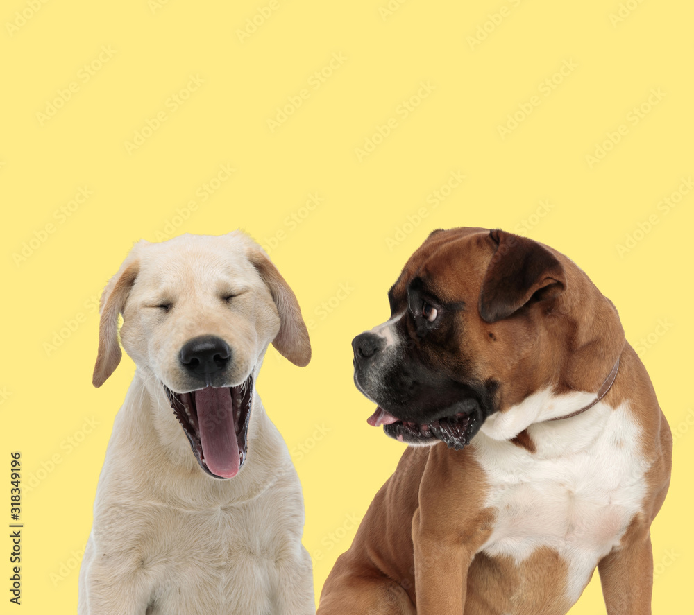 couple of dogs yawning and lloking aside