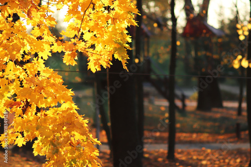 Yellow autumn foliage in the park in the rays of sunlight. Yellowed maple leaves. Hot colors of autumn trees. Place for copy space. Golden autumn and Indian summer. Changing seasons and good weather