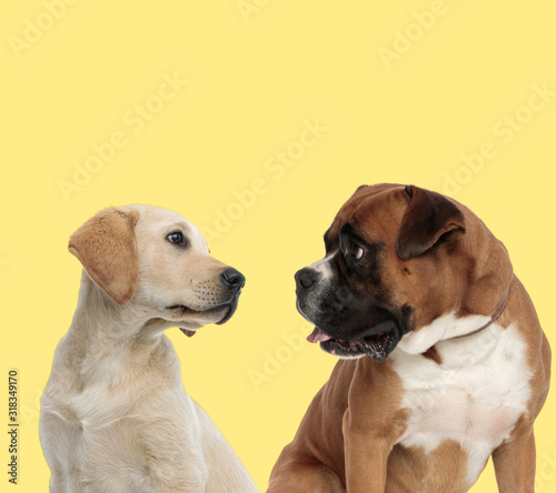 labrador retriever and boxer dogs looking at each other