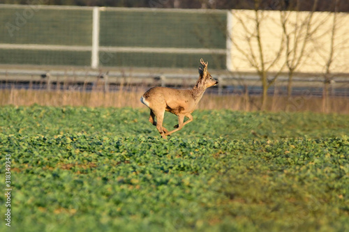 Fototapeta Naklejka Na Ścianę i Meble -  deer in the fields