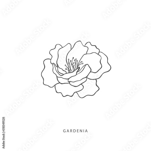 Greenery design elements. Botanical logos.