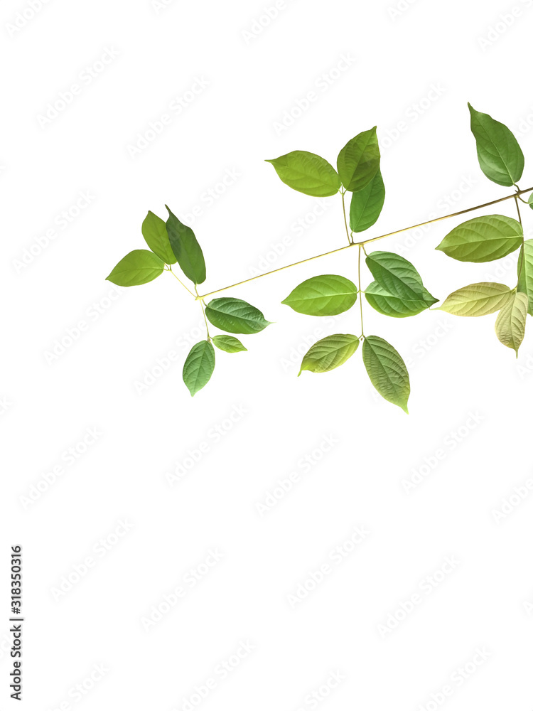 Cutting branch of  leaves which is in different green tone, isolated on a white background.