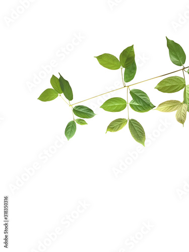 Cutting branch of  leaves which is in different green tone  isolated on a white background.