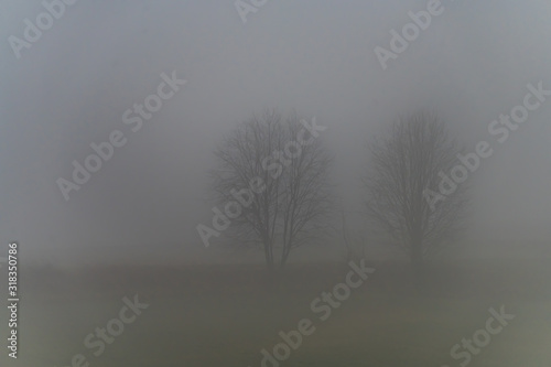 trees in fog © Krzysztof