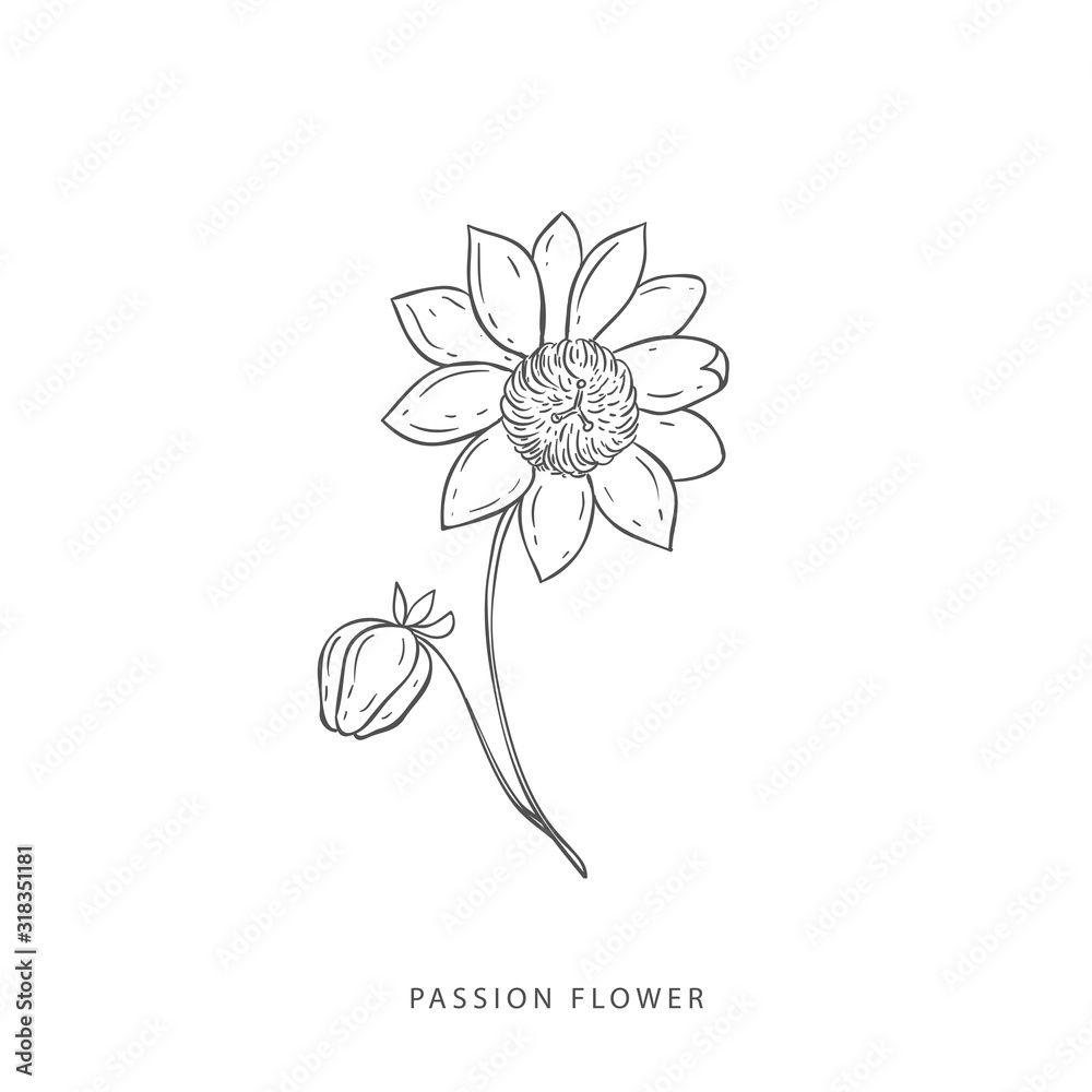 Greenery design elements. Botanical logos. Greenery design elements. Botanical logos.