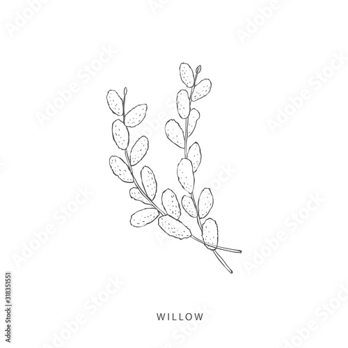 Greenery design elements. Botanical logos.