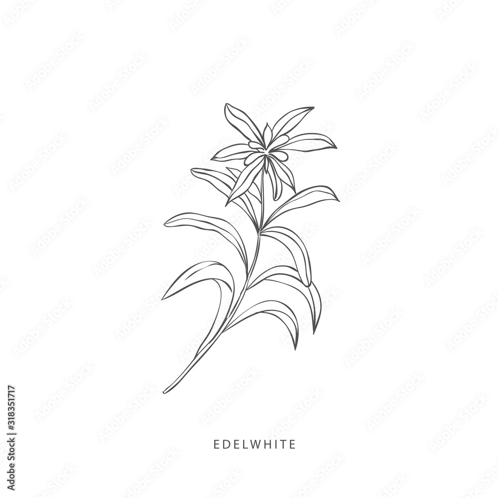 Greenery design elements. Botanical logos.