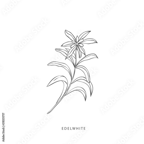 Greenery design elements. Botanical logos.