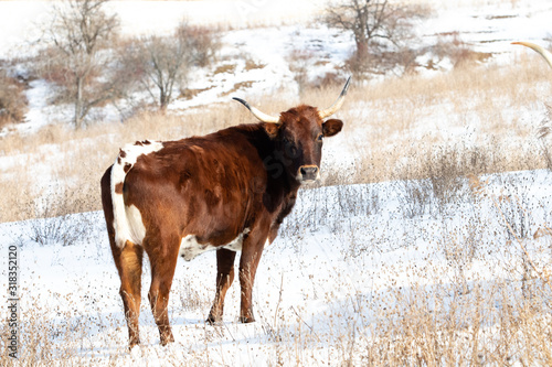 A young brown long horn cow standing in a snowy winter pasture