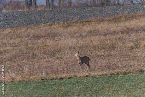 Fototapeta Naklejka Na Ścianę i Meble -  deer in the fields