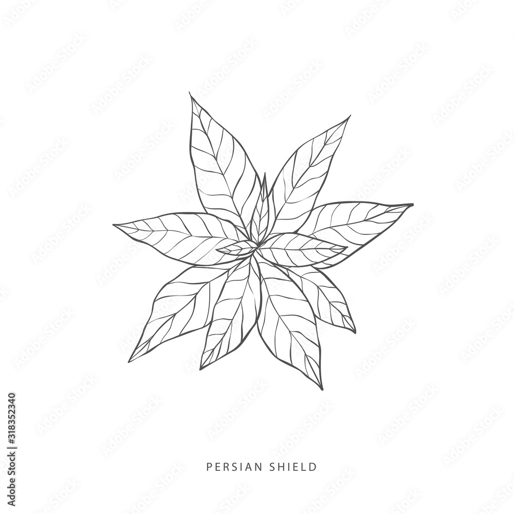 Greenery design elements. Botanical logos. Greenery design elements. Botanical logos.