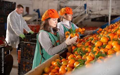 Employees controlling quality of ripe tangerines Fototapet