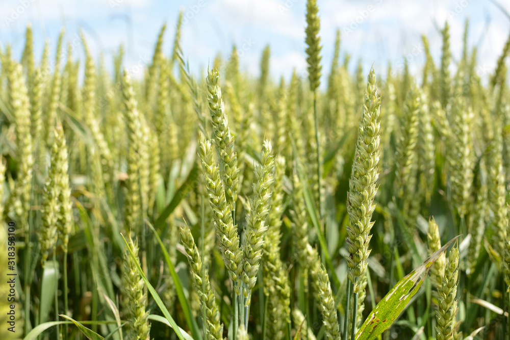 Wheat field closeup in a beautiful summer day, blue cloudy sky Wheat field closeup in a beautiful summer day, blue cloudy sky
