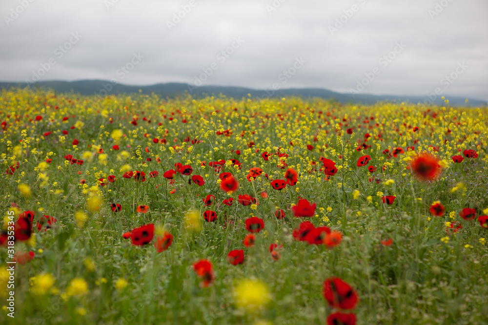 Field of flowers in Chechnya