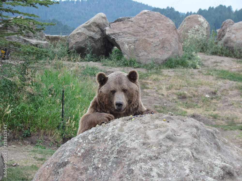 Obraz premium grizzly eating grapes