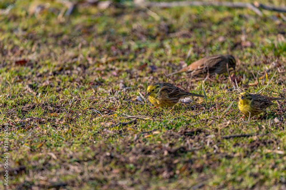 Larks feeding in grass Larks feeding in grass