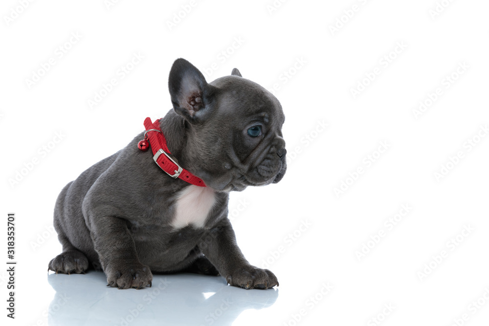 Eager French bulldog puppy curiously looking to the side