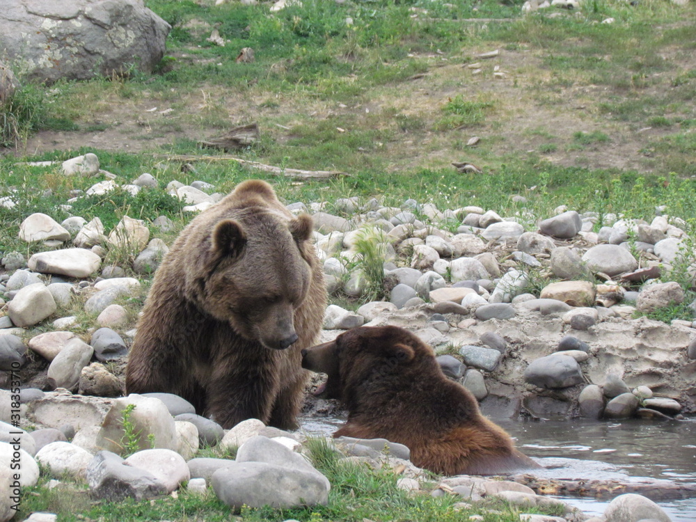 Obraz premium grizzlies playing