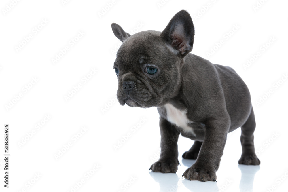 Eager French bulldog cub looking away and wondering