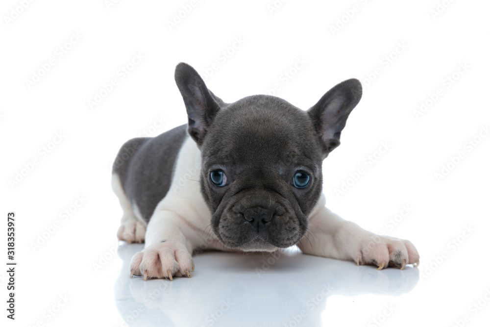 Fototapeta premium Cheerful French bulldog cub looking forward and wondering
