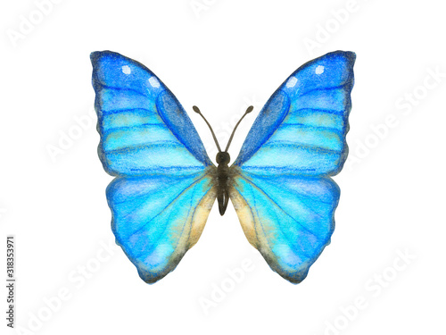 Hand drawn watercolor butterfly Morpho Aega isolated on white photo
