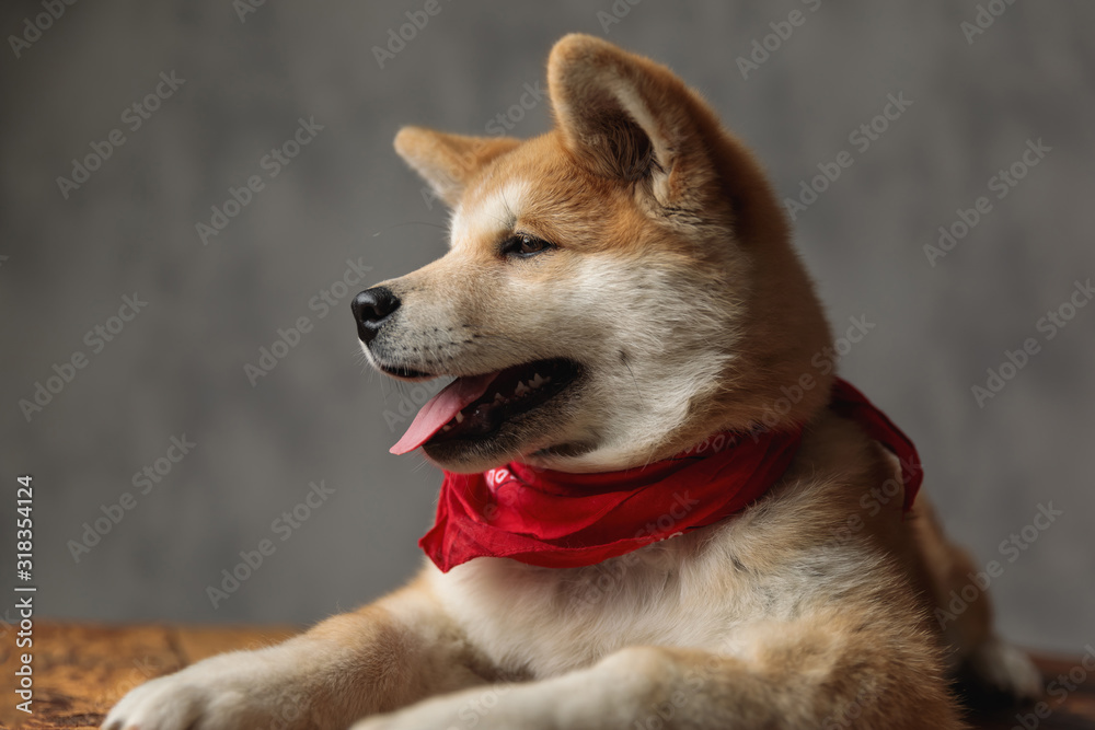 Akita Inu dog lying down and panting while looking aside