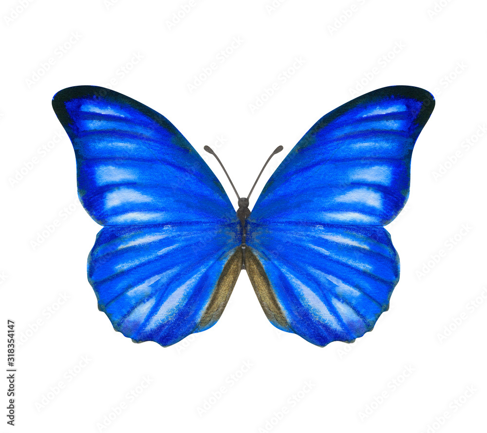 Obraz premium Hand drawn watercolor male butterfly Morpho Anaxibia isolated on white