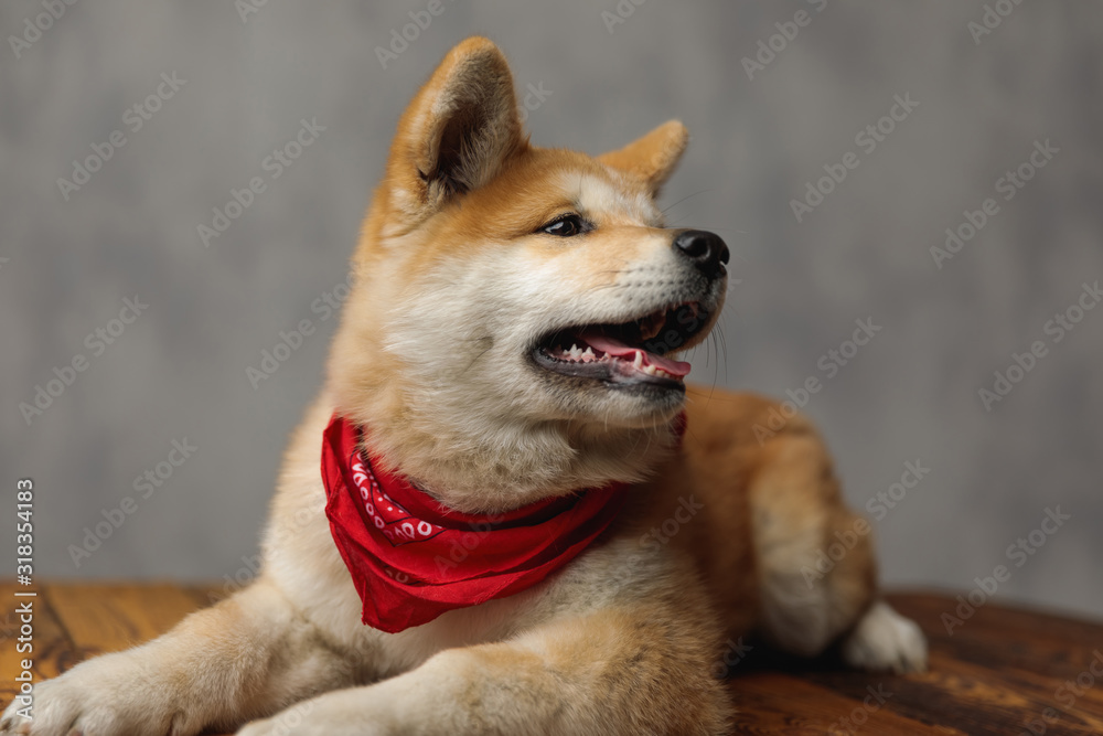 Akita Inu dog lying down and looking aside curious Akita Inu dog lying down and looking aside curious