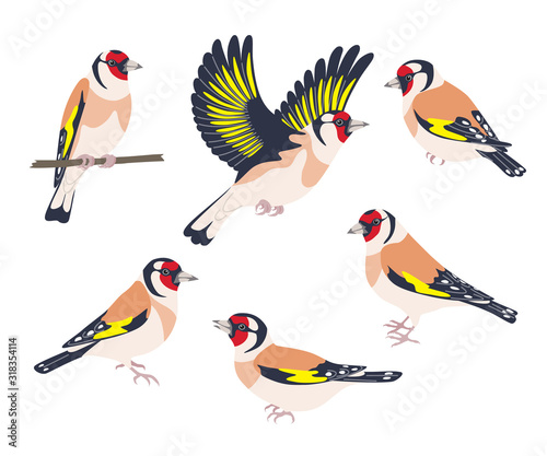 Goldfinch Birds Flying and Sitting Set photo