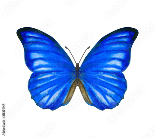 Hand drawn watercolor male butterfly Morpho Anaxibia isolated on white © Kusandra