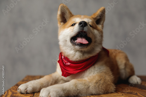 Akita Inu dog lying down with tongue exposed