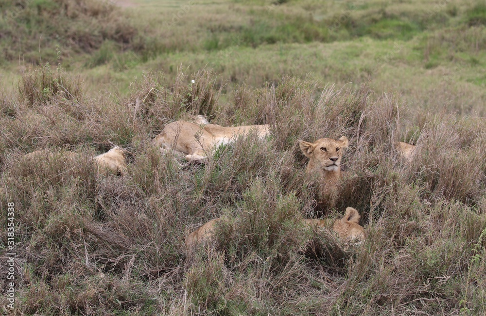 Pride of Lions, Serengeti, Tanzania Pride of Lions, Serengeti, Tanzania