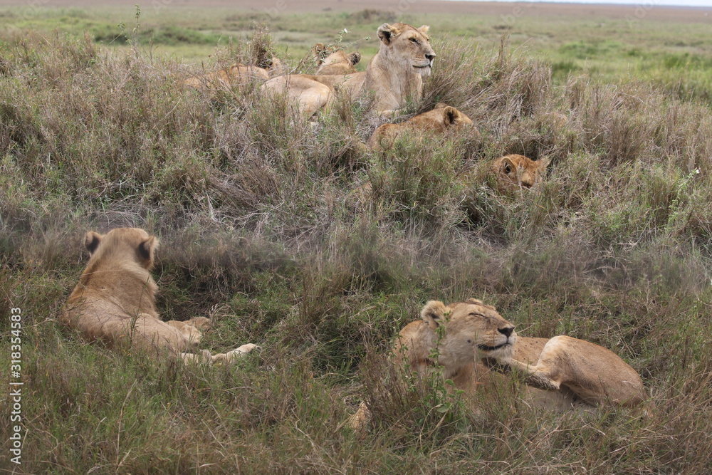 Pride of Lions, Serengeti, Tanzania Pride of Lions, Serengeti, Tanzania