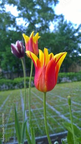 Tulipa lily-flowered red and yellow color on a green background. Lily Flowering Tulips or Fluted Tulip - slender elegant flowers. Symbol of spring. Wonderful floral backdrop. Vertical image for card.  photo