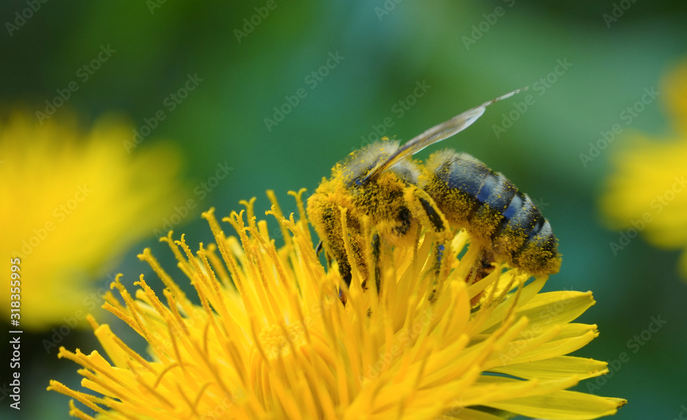 bee on flower bee on flower