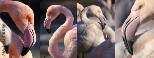 WROCLAW, POLAND - JANUARY 21, 2020: The American flamingo (Phoenicopterus ruber). It is the only flamingo that naturally inhabits North America. ZOO in Wroclaw, Poland.