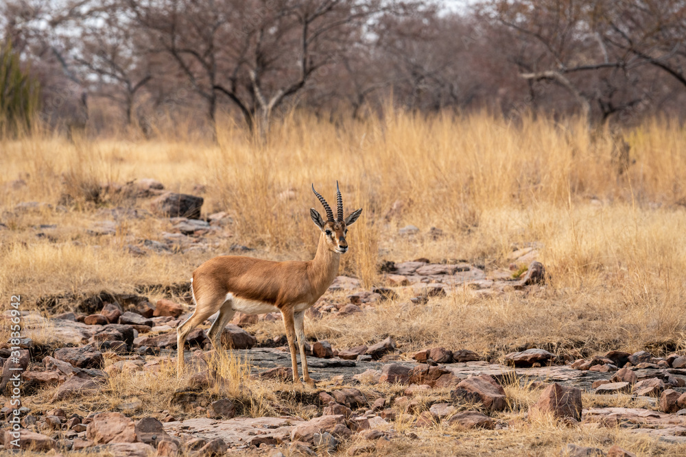 Chinkara or Indian gazelle an Antelope with beautiful background on rocks at ranthambore national park or tiger reserve, rajasthan, india - Gazella bennettii Chinkara or Indian gazelle an Antelope with beautiful background on rocks at ranthambore national park or tiger reserve, rajasthan, india - Gazella bennettii