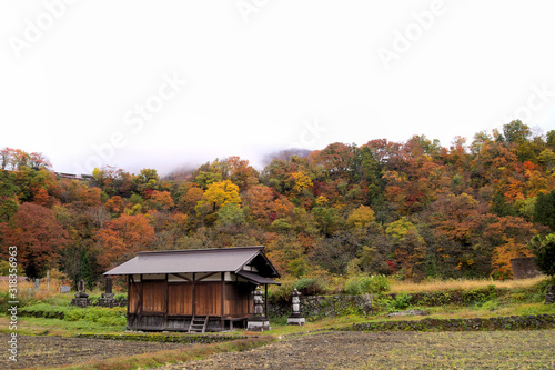 Barn surrounded by rice fields in Shirakawa Village or Shirakawa-go, a Japanese traditional village. In the background are mountains with autumnal trees in the fog